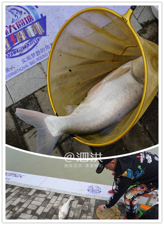 泗洪洪泽湖国际垂钓大赛开幕,泗洪洪泽湖大圆塘休闲垂钓邀请赛