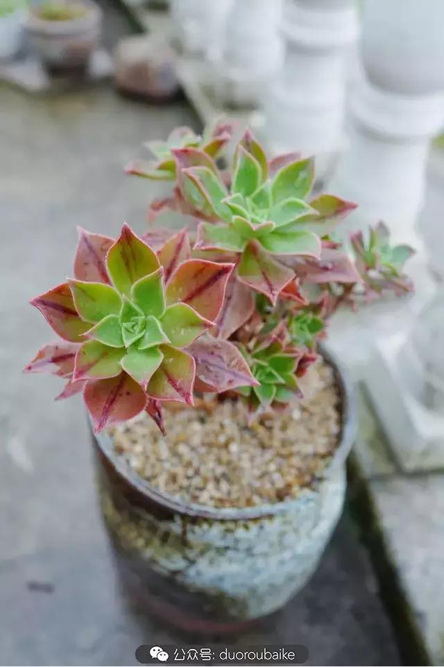 春雨多肉精品,包邮区的多肉