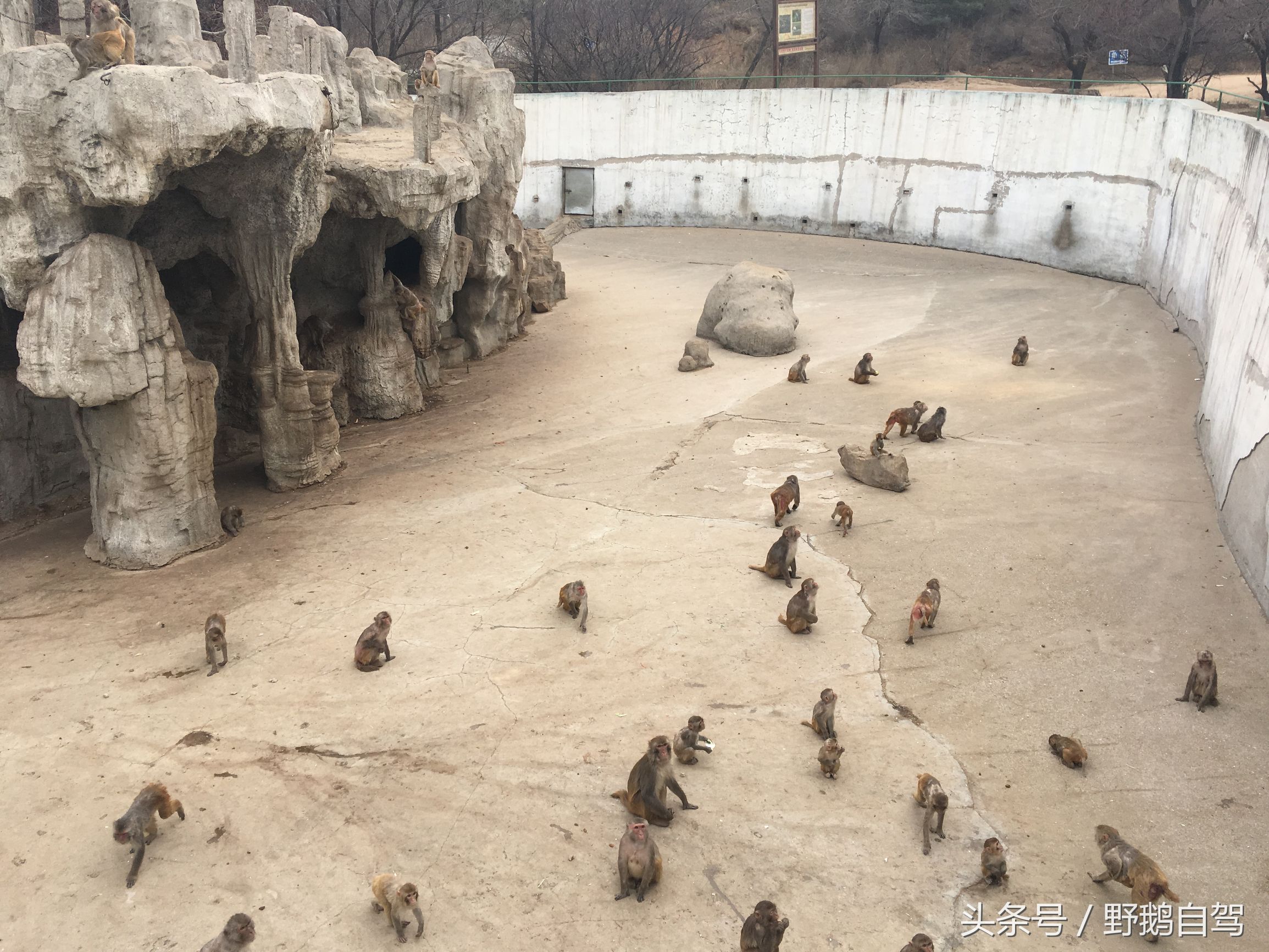 八达岭野生动物园野兽区,八达岭动物园自驾攻略大全