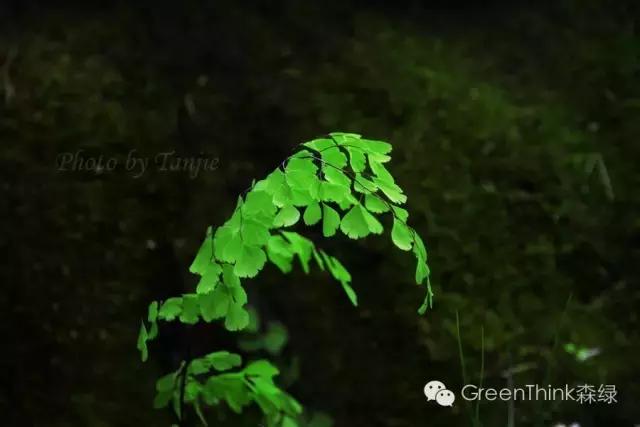 狼尾蕨造景方法,狼尾蕨的森林造景