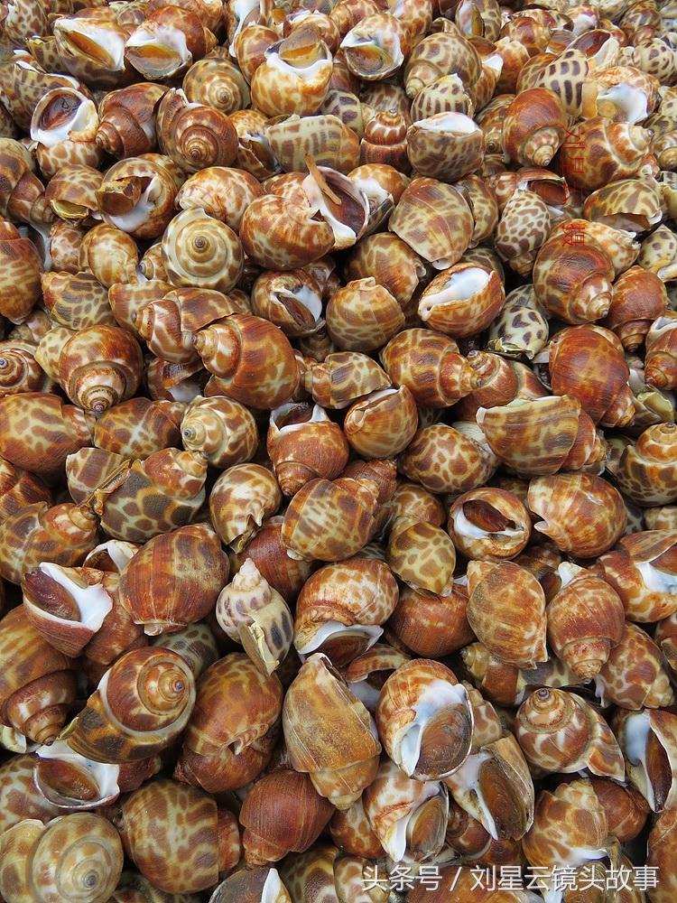 三亚哪里海鲜市场的品种多,三亚海鲜品种大全及介绍