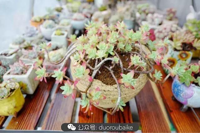 春雨多肉精品,包邮区的多肉