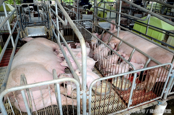 母猪少乳怎么办,母猪少乳怎么能下奶