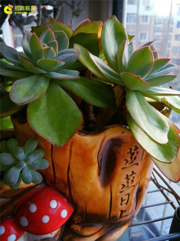 一个脚气患者的真实故事,关于癣有趣的故事