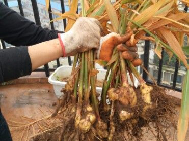 生姜在花盆里种几年才能长成老姜,家里花盆生姜种植技术大全