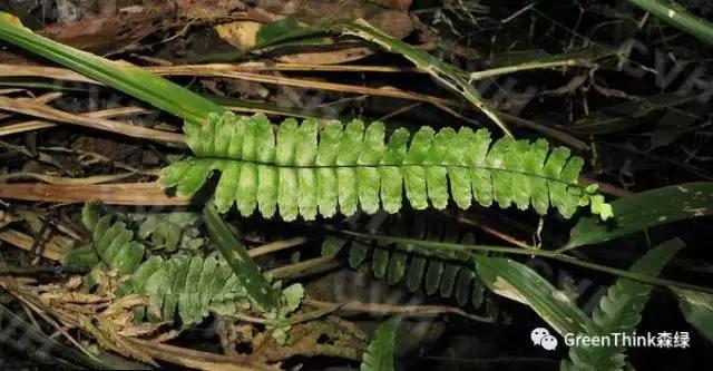 狼尾蕨造景方法,狼尾蕨的森林造景