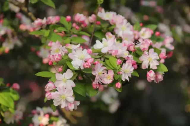 天大北洋园赏花攻略,北洋园赏花