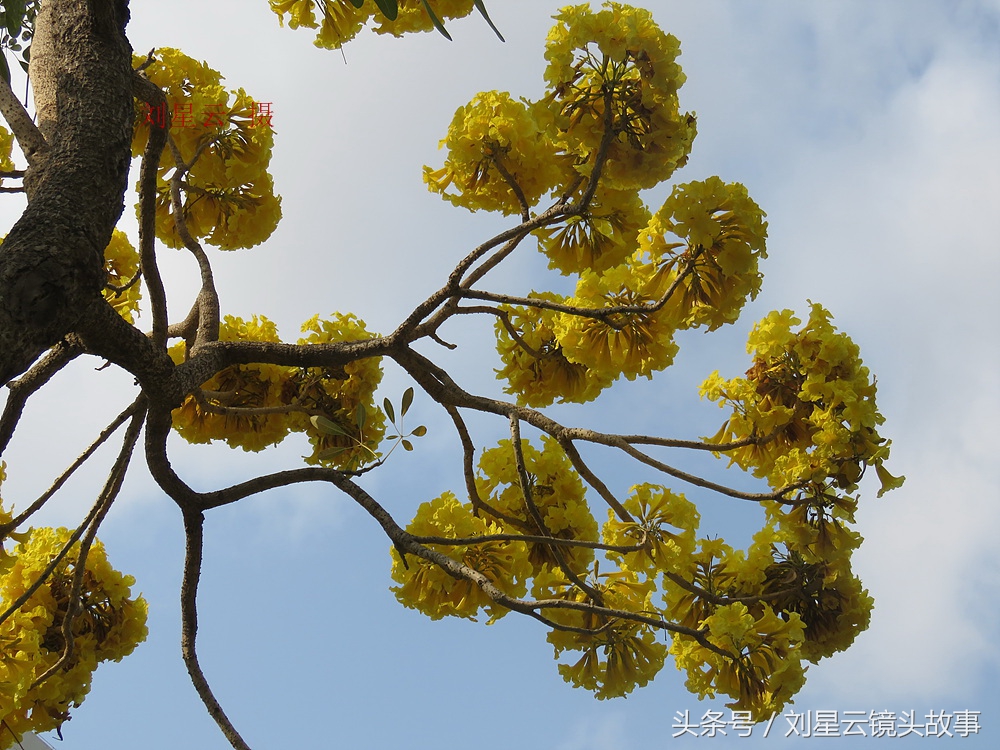 三亚黄花风铃花,三亚黄花风铃