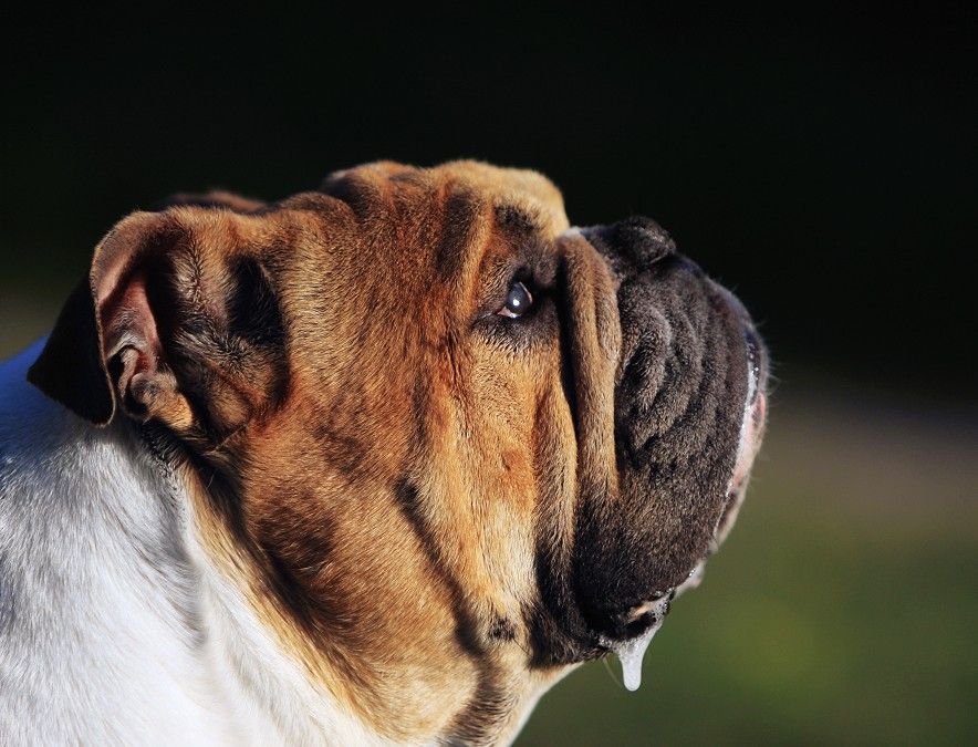 中国最大的恶霸犬,中国最大恶霸犬