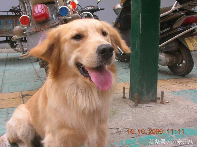 感动:你养过最皮的狗吗?反正我都不好意思说自己养哈士奇!