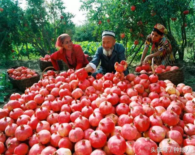 高产突尼斯石榴苗,石榴高产栽培技术要点