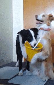 边牧这么聪明为什么很少人养,边牧太胆小了什么都教不会