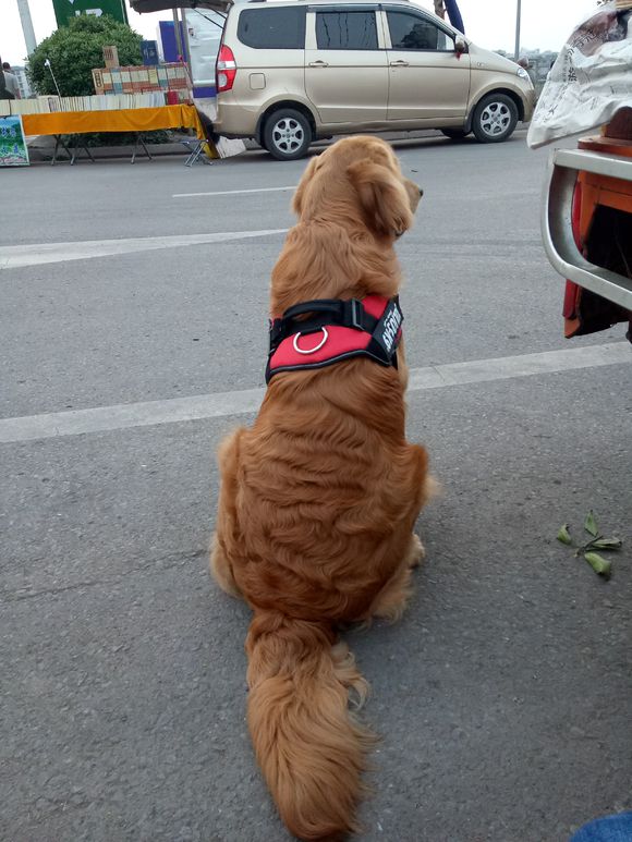 金毛毛发卷曲怎么弄直,金毛毛卷怎么拉直