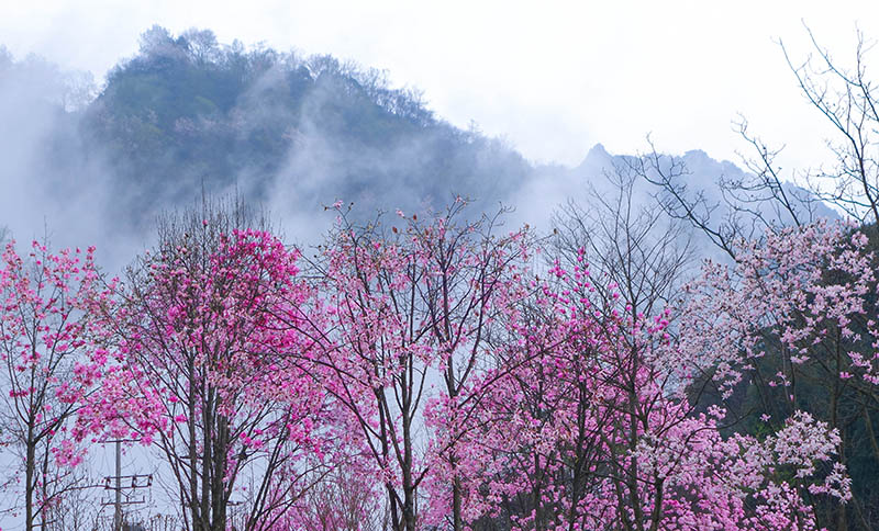《天天向上》魏大勋强烈推荐赏辛夷花的地方，你还不快去！