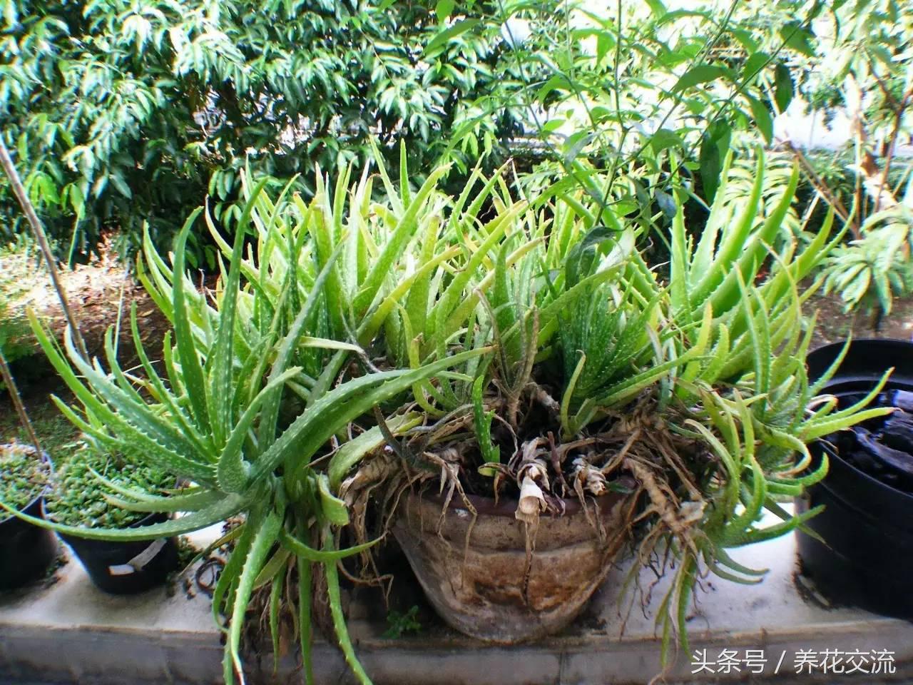 养了十多年的芦荟,芦荟盆栽种植阳台好吗