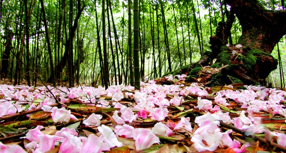 成都电影拍摄地打卡,重庆成都取景地