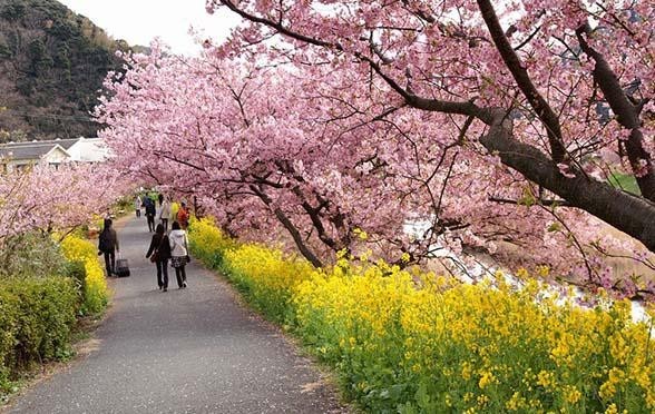 又到一年赏樱时,又到赏樱花拍照季节