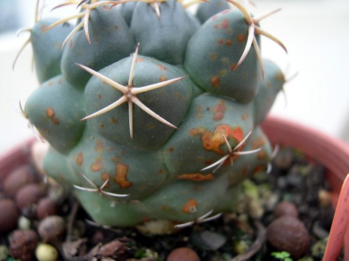 多肉植物如何防治病害,多肉植物病害处理视频