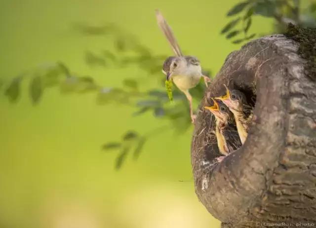 这是一篇只有鸟的美篇，却深深地打动了我