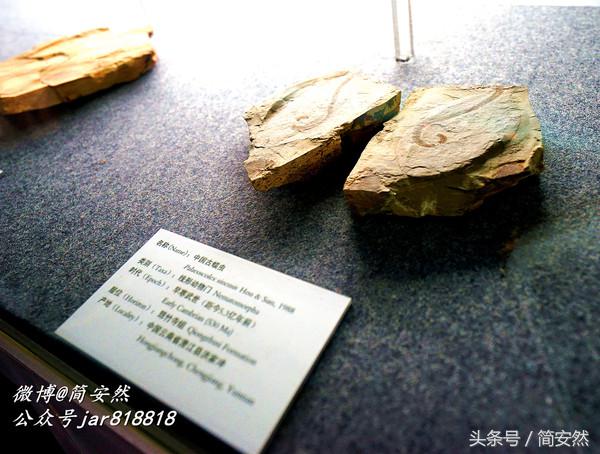 几亿年前海洋生物,生命摇篮澄江老照片