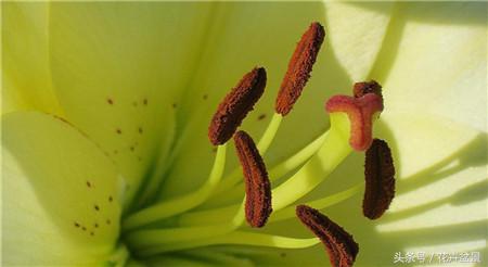 百合花象征什么百年好合,百合花图片大全家里养百合花好吗