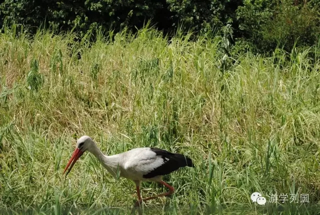 一生必去一次的非洲坦桑尼亚｜回归狂野