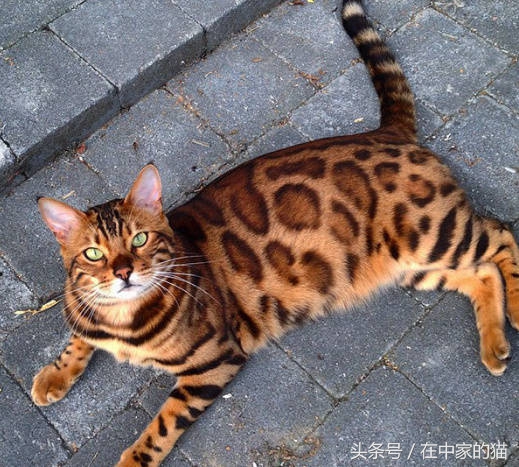 一只叫Thor的孟加拉猫……帅炸！网友直呼买不起