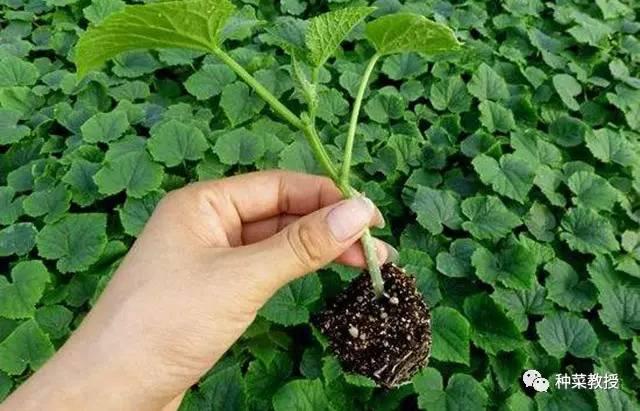 阳台黄瓜种植间距多少合适,阳台种植黄瓜视频教程