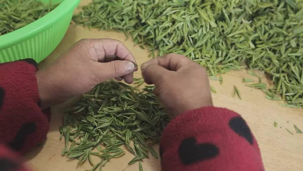 云南碧螺春和苏州碧螺春的区别,苏州哪里可以买到真正碧螺春