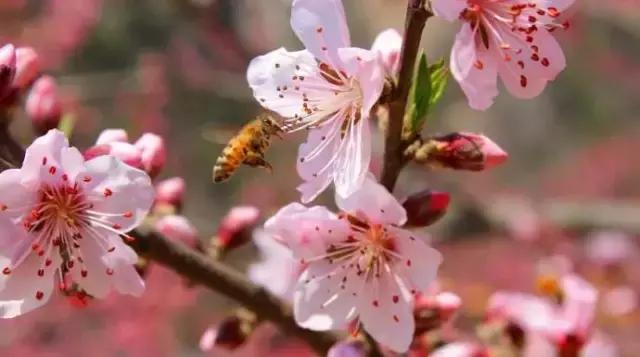 济南春游的好地方推荐,济南适合春游的地方