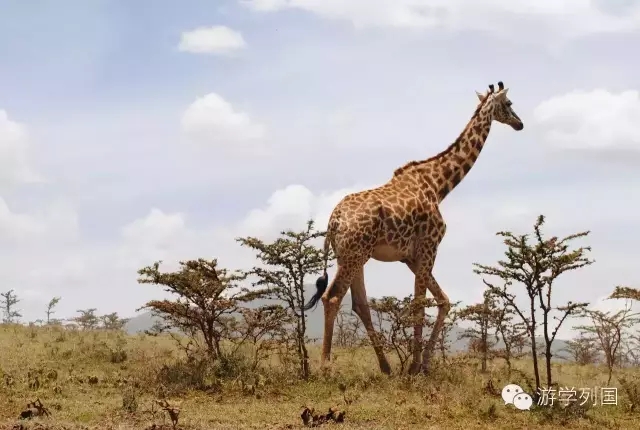 一生必去一次的非洲坦桑尼亚｜回归狂野