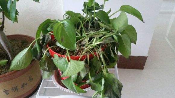 绿萝烂根了怎么办教你一招救活,绿萝烂根怎么补救最好技巧