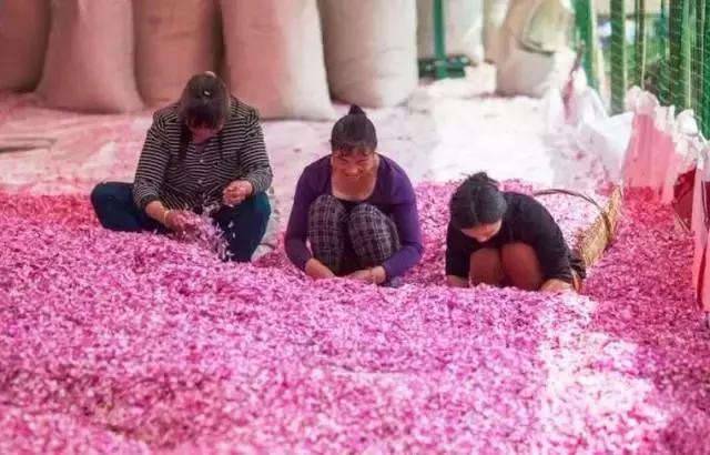 成都周边玫瑰景点推荐一下,成都玫瑰花海一日游