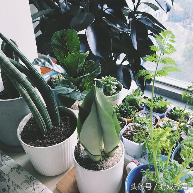 被种草后购买什么东西,又被种草了的说说