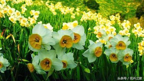 生如夏花之绚烂死如秋叶静美全文,生如夏花之绚烂死如秋叶静美感悟