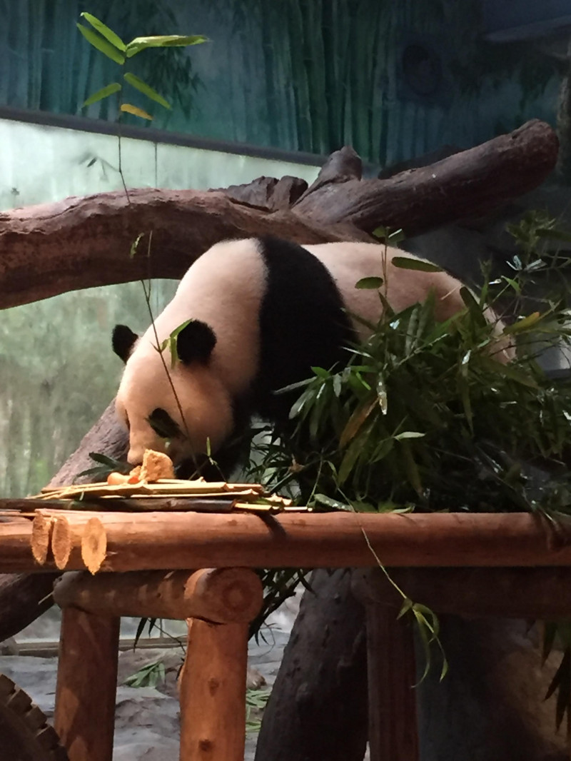 长隆野生动物园自驾游导游,广州长隆野生动物园有导游吗