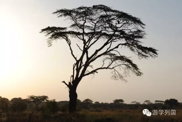 一生必去一次的非洲坦桑尼亚｜回归狂野