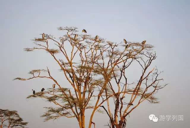 一生必去一次的非洲坦桑尼亚｜回归狂野