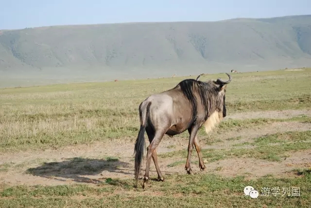 一生必去一次的非洲坦桑尼亚｜回归狂野
