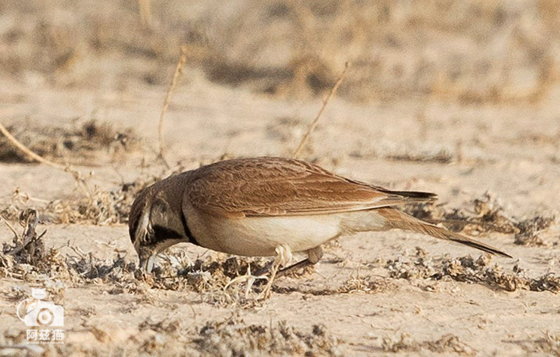 以色列,闯入“禁区”的观鸟人
