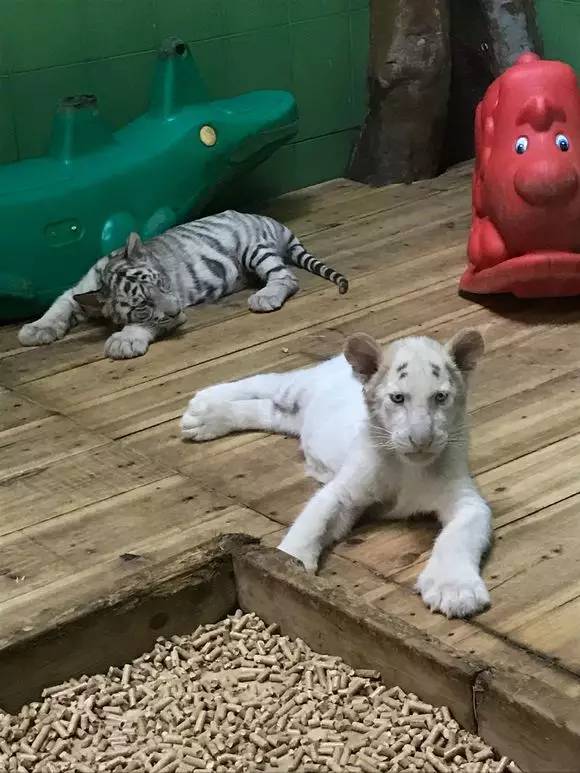 长隆野生动物园一天怎么玩,长隆野生动物园一天游不完怎么住