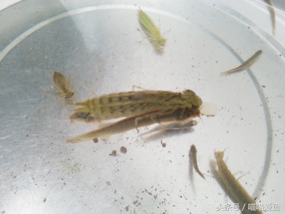 养泥鳅到底是不是个骗局,养泥鳅的十大忠告