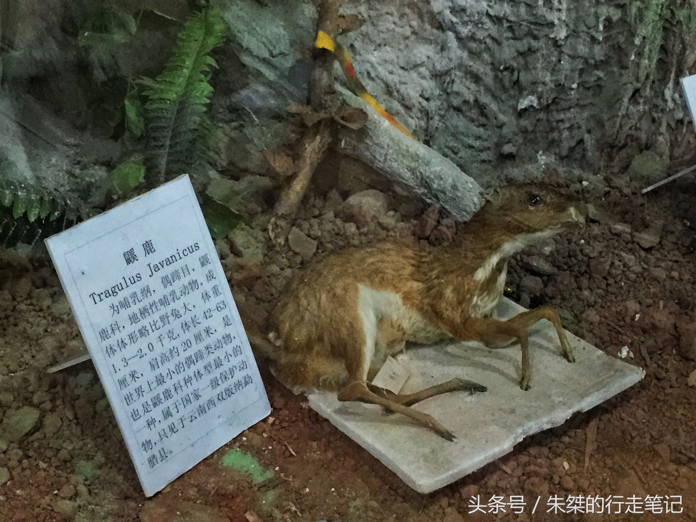 版纳颈椎治疗,西双版纳治疗颈椎好的按摩仪器