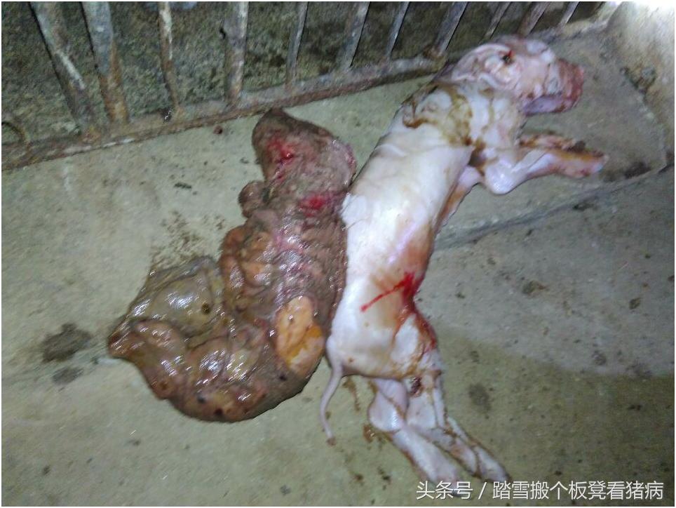 驾驭猪病,盘点母猪子宫炎前5条原因,找到养猪人损失真相