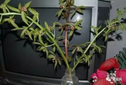 英山大别山主峰和罗田天堂寨景区,黄冈罗田大别山天堂寨旅游区美景