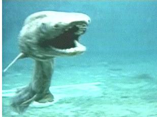 世界上有没有长相奇怪的鲨鱼,所有怪异鲨鱼的视频