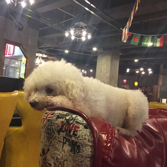 泰迪被土狗欺负完整版,泰迪被农村土狗咬死