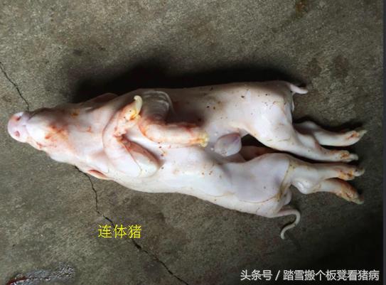 驾驭猪病,盘点母猪子宫炎前5条原因,找到养猪人损失真相