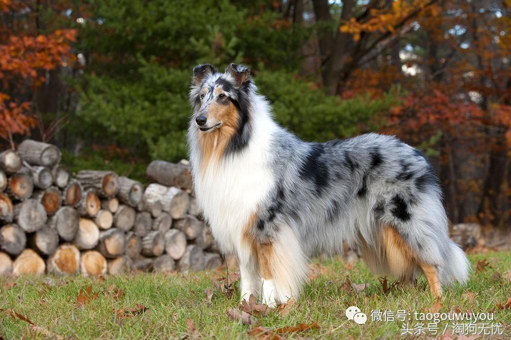 苏牧和喜乐蒂该选择谁,喜乐蒂和苏牧什么关系