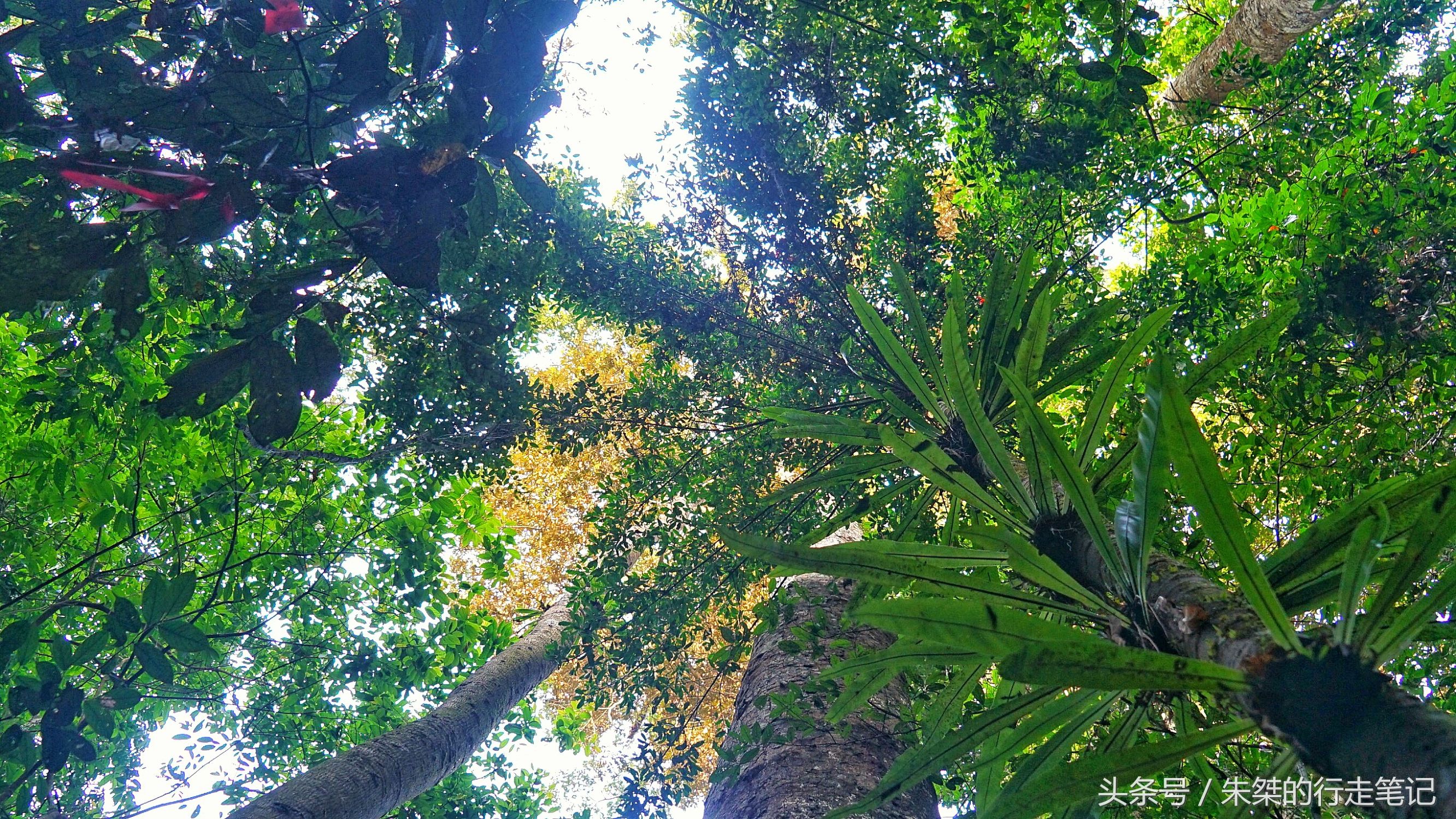 版纳颈椎治疗,西双版纳治疗颈椎好的按摩仪器